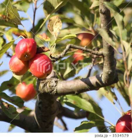 ヒメリンゴ 3534579