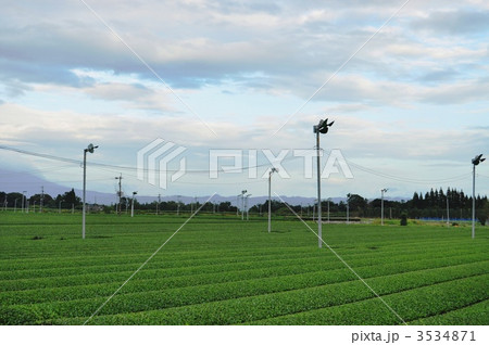 茶畑の風景 3534871