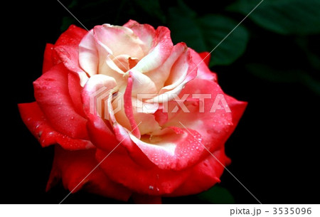 ショートケーキ 京成バラ園 ショートケーキ 京成バラ園 3535096