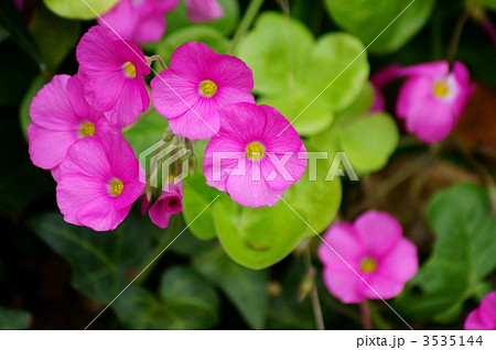 オキザリス・ボーウィー ビックリするほど大きいオキザリスです。 オキザリス・ボーウィー ビックリするほど大きいオキザリスです。 3535144