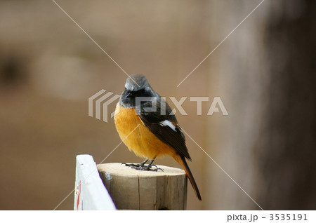 尉鶲　ジョウビタキ　雄 3535191