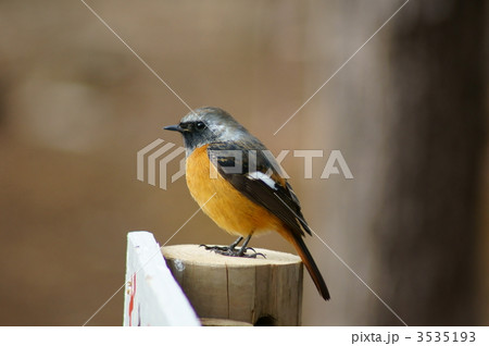 尉鶲　ジョウビタキ　雄 3535193