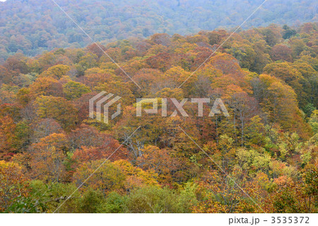 「奥利根水源の森」秋色　 3535372