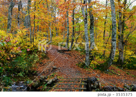 美しいブナ林の紅葉(奥利根水源の森) 美しいブナ林の紅葉(奥利根水源の森) 3535375