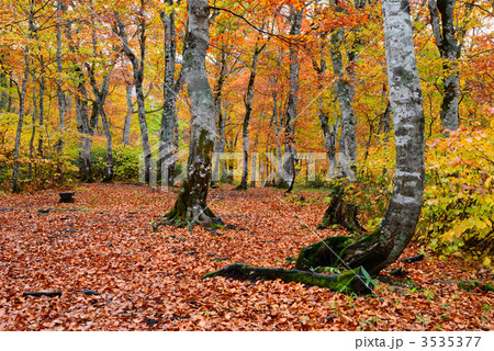 美しいブナ林の紅葉(奥利根水源の森) 美しいブナ林の紅葉(奥利根水源の森) 3535377