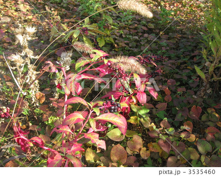 秋の野草 3535460