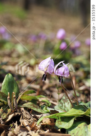 里山の春　カタクリの花 3535599