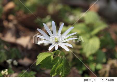 里山に咲く花　アズマイチゲ 3535600