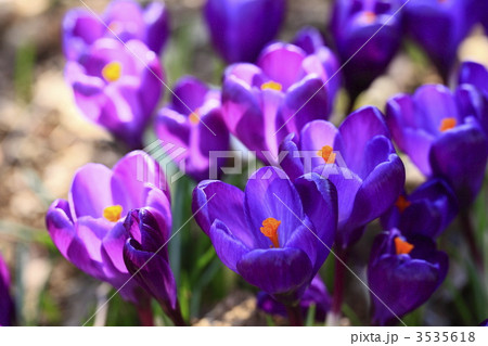クロッカスの花 3535618