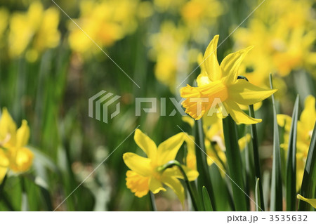 春に咲く花　水仙 3535632