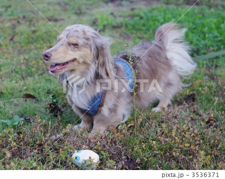 しあわせ～！ 3536371