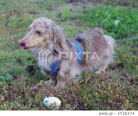 ぺろんちょ の写真素材