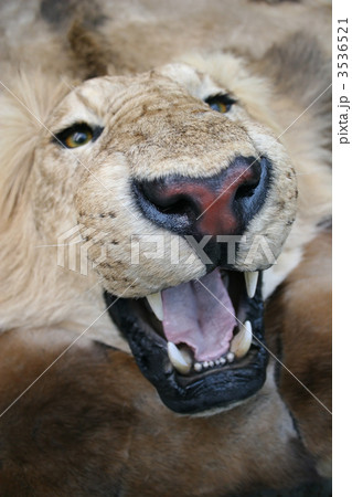 lion 3536521