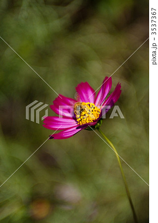 コスモスとミツバチ コスモスとミツバチ 3537367