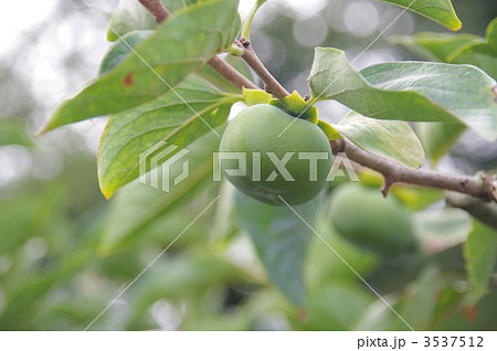 まだまだ青柿 3537512