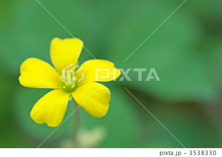 カタバミの花 カタバミの花 3538330