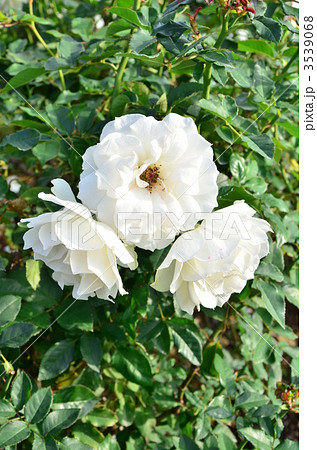 エーデルワイス 白いバラ 植物の写真素材