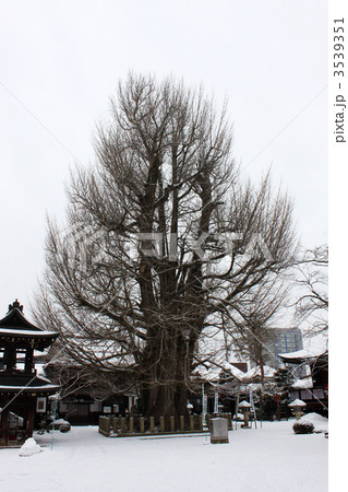 飛騨国分寺の大イチョウ 3539351