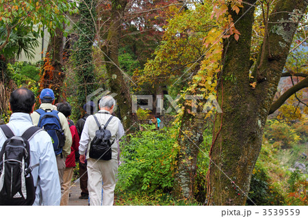 ハイキングのシニアたち 3539559