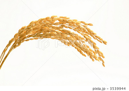 稲穂 3539944