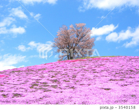芝桜の丘 芝桜の丘 3540158