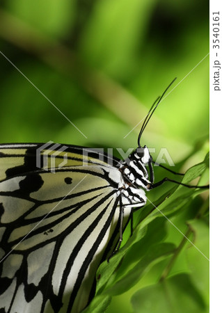 オオゴマダラ オオゴマダラ 3540161