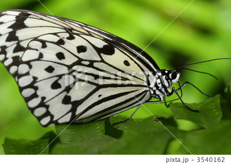 オオゴマダラ オオゴマダラ 3540162