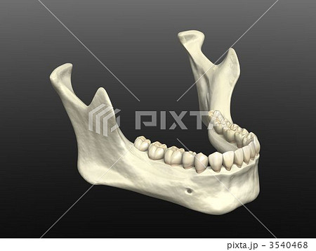 下顎骨 3540468