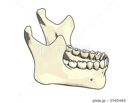 下顎骨 3540484