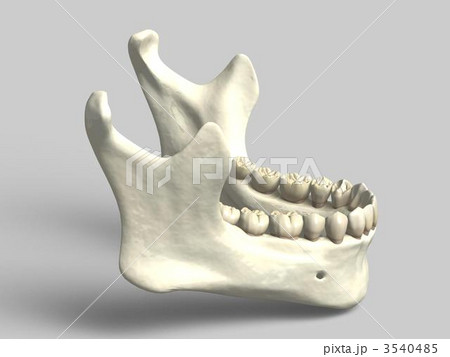 下顎骨 3540485