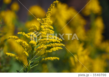 セイタカアワダチソウ 3540700