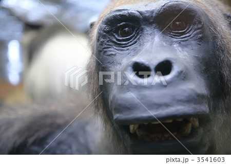 monkey close-up portrait 3541603