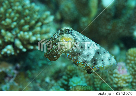 コブシメ 3542076