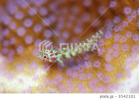 アカホシイソハゼ 3542101