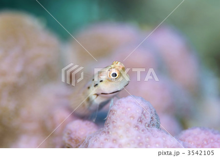 イシガキカエルウオ イシガキカエルウオ 3542105