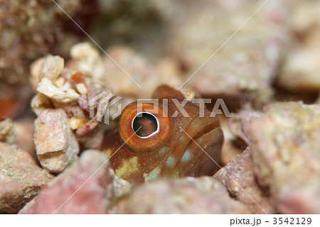 ジョーフィッシュ 3542129