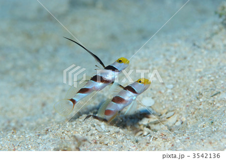 ヒレナガネジリンボウ 3542136