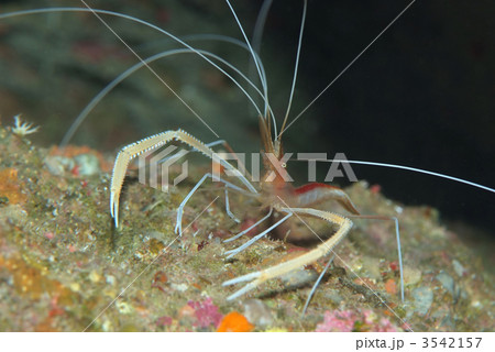 クメジマオトヒメエビ 3542157