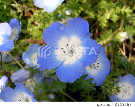 ネモフィラ・インシグニズブルー 3555567