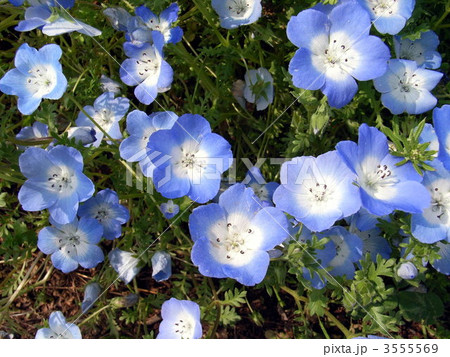 ネモフィラ・インシグニズブルー 3555569