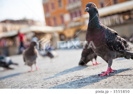 Pigeons in a city 3555850