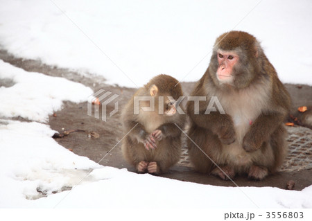Two monkeys in zoo in winter Two monkeys in zoo in winter 3556803