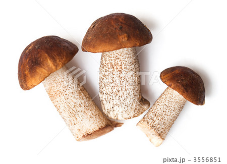 Forest mushrooms 3556851