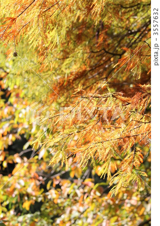 ラクウショウ（落羽松） 3557632