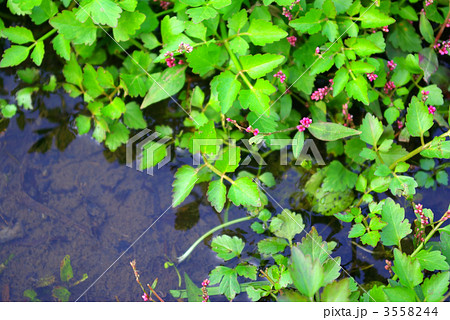 水辺の雑草の写真素材