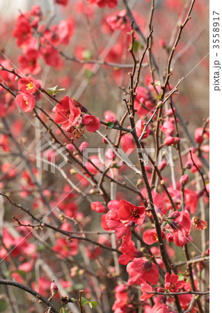 ボケの花 3558917