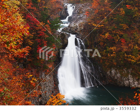 紅葉の法体の滝 3559332