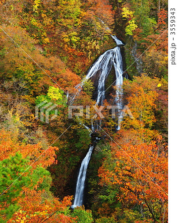 紅葉の七ツ滝 紅葉の七ツ滝 3559343