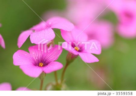 イモカタバミ イモカタバミ 3559358