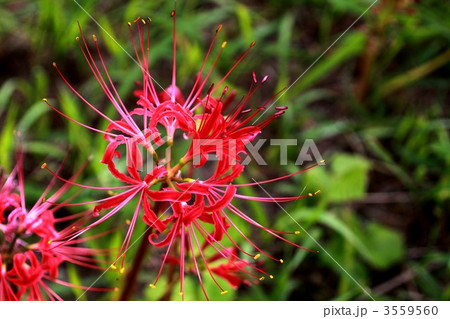 秋の訪れ 3559560